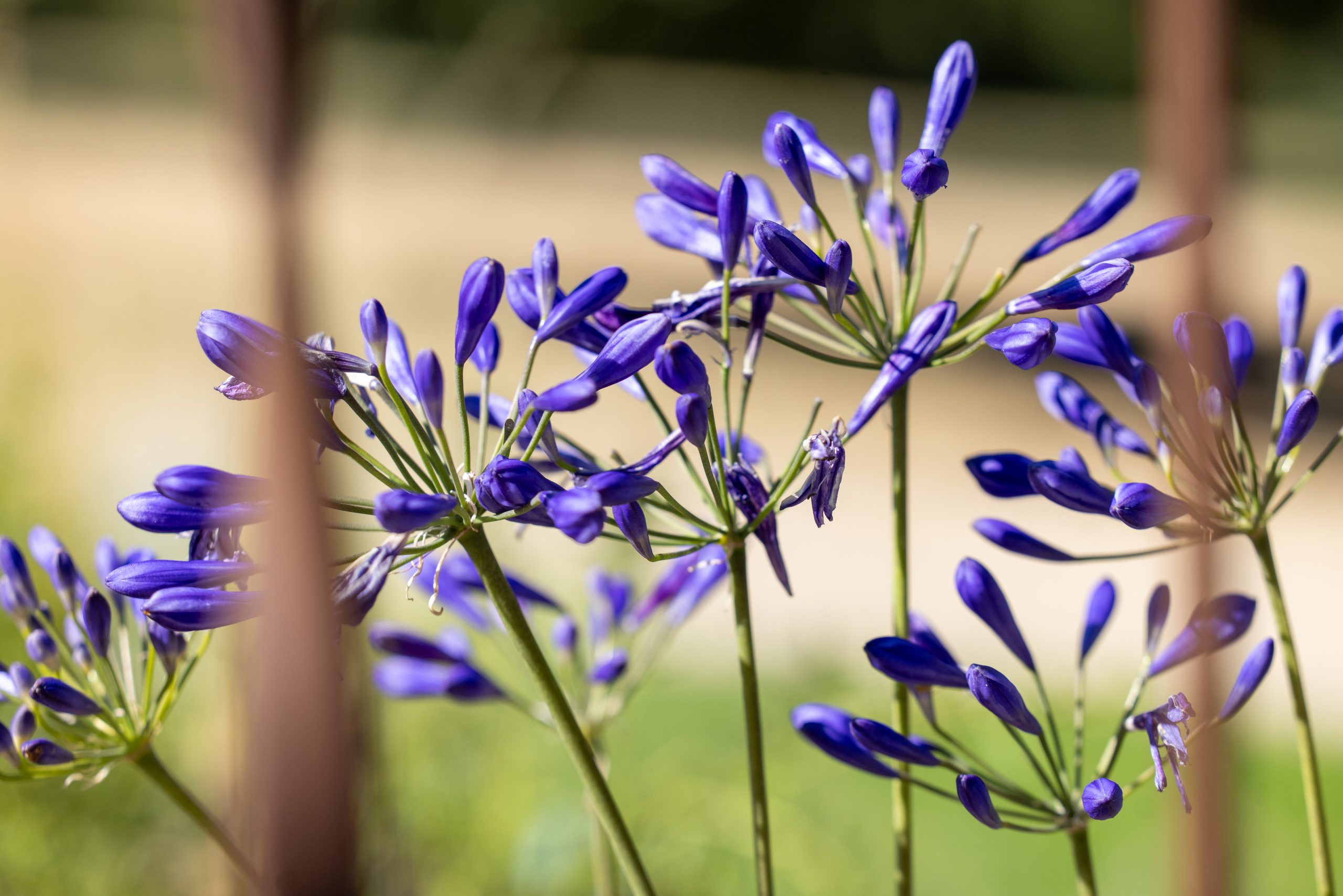 Le Claux D-EON exterieurs00014 fleures du jardin du gite de France le Claux d'éon